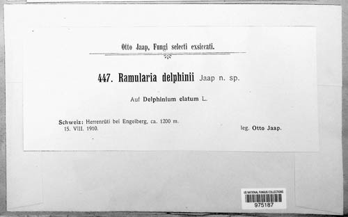 Ramularia delphinii image